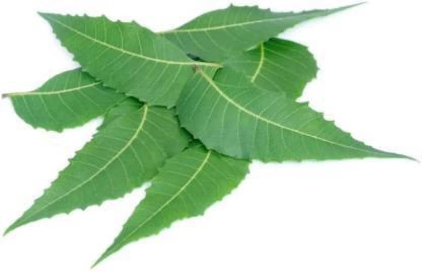 Neem Leaves, Bag