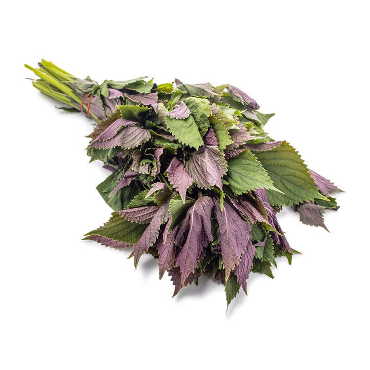 Purple Perilla 1 bunch
