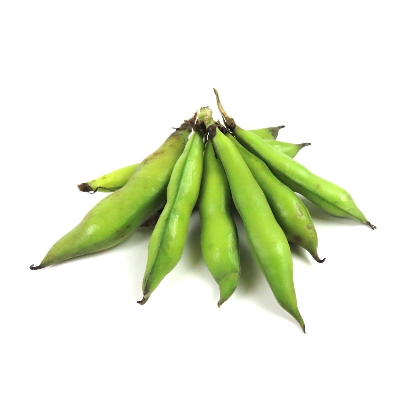 Fava Beans 3 lb