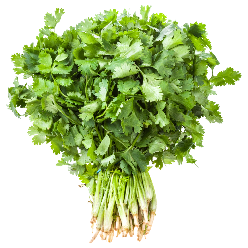 Cilantro-Coriander (Dhaniya), each
