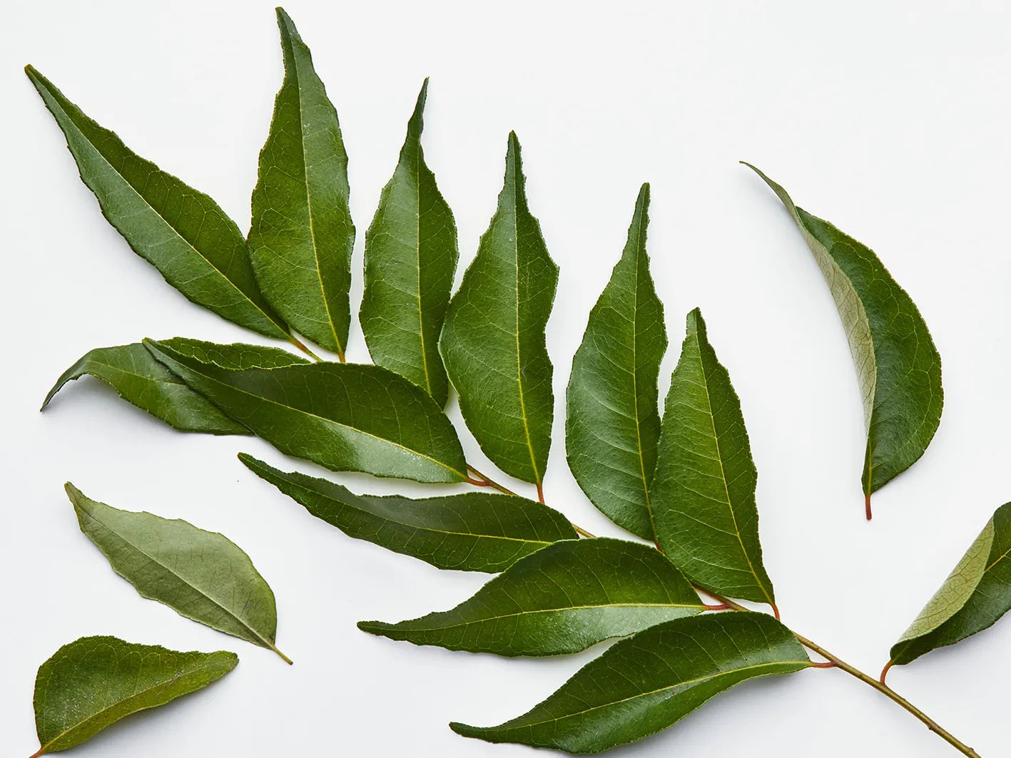 Curry Leaves, each