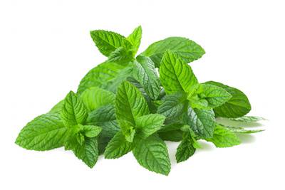 Mint(pudina)