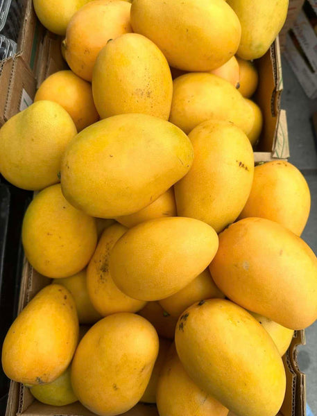 Dominican mango 12ct box– Fresh Central Grocery