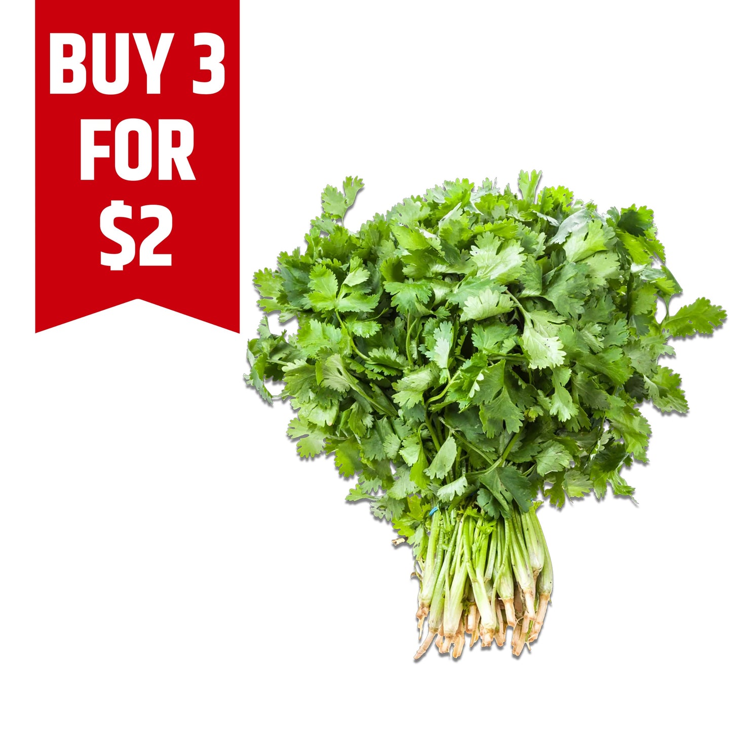 Cilantro-Coriander (Dhaniya) (Buy 3 for $2)
