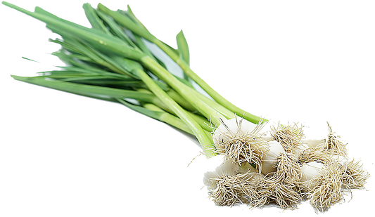 Fresh Green Garlic